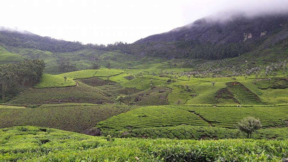 Munnar Mist Valleys & Rolling Tea Hills